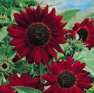 Dark Red Sunflower Seeds for Planting â€“ Bold, Vibrant Blooms for Garden & Pollinator Attraction