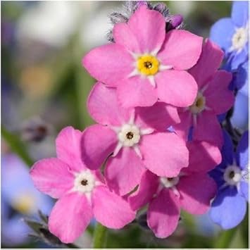 Myosotis Flower Seeds for Planting - 100 Pcs pcs