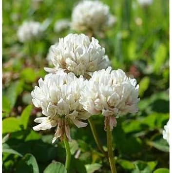 Dutch Clover Flower Seeds, Heirloom, Non-GMO Seeds for Planting