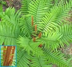Cinnamon Fern Spores Plant Seeds for Planting heirloom & Non-GMO Seeds