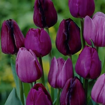 Purple Tulip Flower Seeds for Planting ƒ?? Heirloom, Non-GMO, Vibrant Blooms