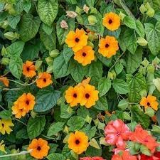 Thunbergia Alata Flower Seeds – Heirloom Non-GMO Seeds for Vibrant Climbing Garden Planting