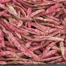 Red Bean Seeds for Planting - Healthy Vegetable heirloom & Non GMO Seeds