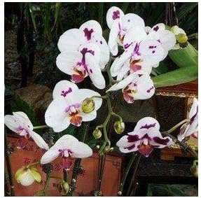 White Purple Phalaenopsis Orchid Flower Seeds – Heirloom, Non-GMO Seeds for Planting