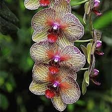 Cymbidium Orchid Seeds - Heirloom Non-GMO Planting Seeds