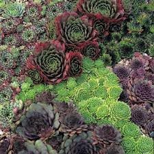 Organic Sempervivum Flower Seeds for Planting – Heirloom, Non-GMO for planting in your garden.
