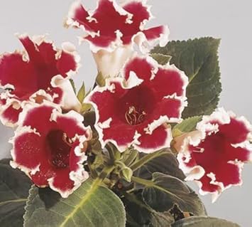 White Maroon Gloxinia Seeds for Planting for planting in home garden