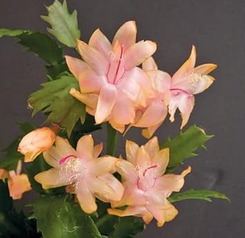 Zygocactus Peach Flower Seeds for Planting – Organic, Heirloom, Non-GMO Christmas Cactus Seeds for planting in your garden.