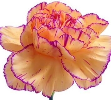 Organic Heirloom Non-GMO Yellow Purple Carnation Seeds for Planting – Fragrant Blooms