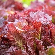 Red Lettuce Seeds for Planting - 100 Pcs pcs