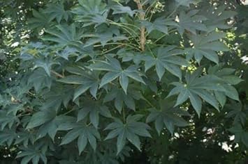 Kalopanax Septemlobus Planting Seeds - Non-GMO, Heirloom Aralia