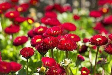 Red Bellis Flower Seeds for Planting - NON GMO Seeds