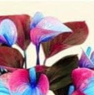 Anthurium Pink Sky Blue Flower Seeds for Planting NON GMO Seeds