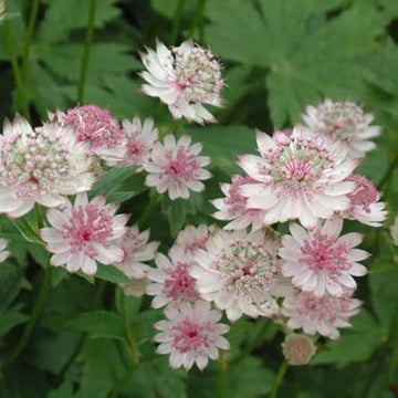 Organic White Pink Astrantia Flower Seeds for Planting – Heirloom, Non-GMO