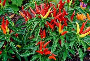 Chilli Seeds for Planting - 100 Pcs pcs