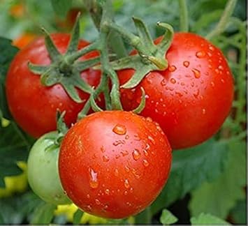 Tomato Vegetable Seeds for Planting – Red Hybrid Variety 100 Pcs pcs