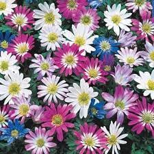 Anemone Blanda Flower Seeds for Planting - 100 pcs