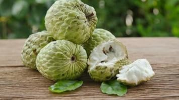 Sweet Sop or Sugar Apple Fruit Seeds for Planting – High Quality & Non-GMO Seeds