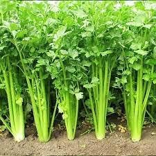 Celery Seeds for Planting - 100 Pcs pcs