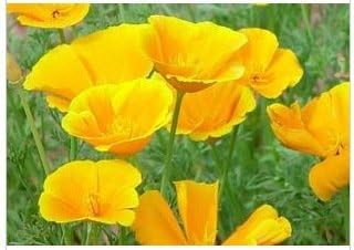 Yellow Eschscholzia Flower Seeds for Planting, Fresh, NON GMO Seeds