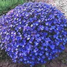 Aubrieta Perennial Flower Seeds for Planting - 100 pcs