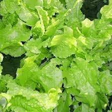 Green Lettuce Seeds for Planting - 100 Pcs pcs