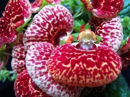 Calceolaria Flower Seeds – Heirloom Non-GMO Seeds for Bright and Decorative Garden Planting