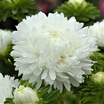 Heirloom Non-GMO Duchess Paeony Aster Flower Seeds for Planting – Full Double Blooms for Garden Displays
