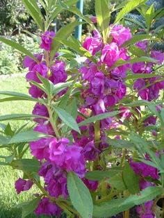 Heirloom Non-GMO Purple Balsamine Flower Seeds for Garden Planting ƒ?? Vibrant Summer Blooms