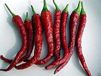 Burgundy Chili Seeds for Planting, 100 Pcs pcs