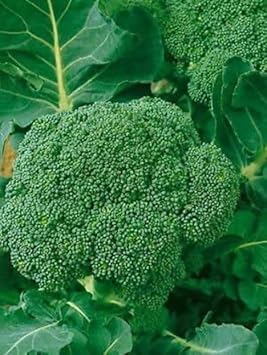 Broccoli Vegetable Seeds for Planting - 100 Pcs pcs
