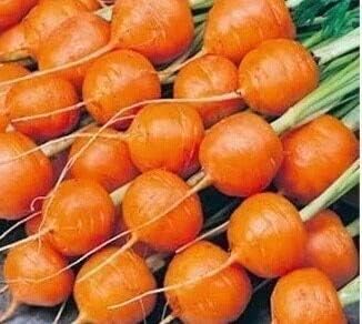 Radish Seeds for Planting, Orange, 100 Pcs pcs