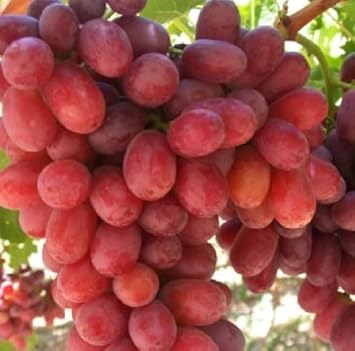 Gold Finger Grape Seeds for Planting - Growing Sweet Red Grapes, Heirloom Seeds