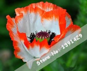 Organic Orange Plena Sinningia Flower Seeds for Planting – Heirloom, Non-GMO