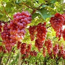 Roman grapes fruit seeds