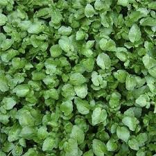 Watercress Plant Seeds for Planting, Heirloom, Non-GMO, 100 pcs for planting in home garden