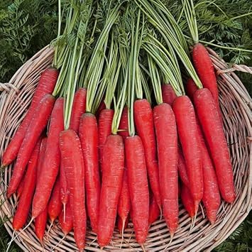 Red Carrot Seeds for Planting - 100 Pcs pcs