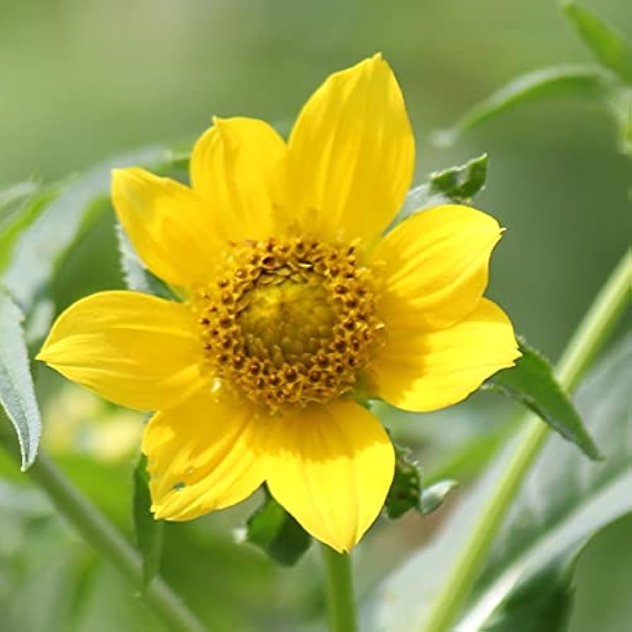 Bidens Cernua Flower Seeds for Planting - 100 pcs - Cernua for planting in home garden