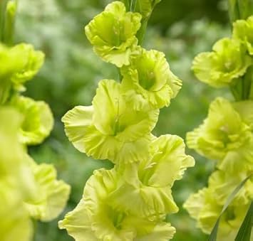 Non-GMO Gladiolus Dark Green Flower Seeds for Garden Planting – Rare Bloom Variety seeds for planting in home garden