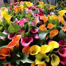 Mixed Calla Lily Flower Seeds for Planting - NON GMO Seeds