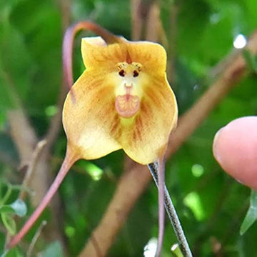 Monkey Orchid Flower Seeds 1 for Planting 100 pcs