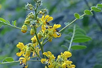 Yellow Senna Flower Seeds for Planting - NON GMO Seeds