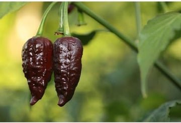 Chocolate Bhutlah Pepper Vegetable Seeds for Planting - 100 Pcs pcs