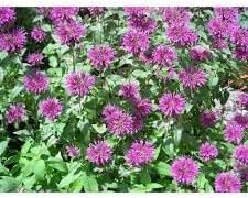 Beebalm Flower Seeds Heirloom Non GMO Planting - 100 pcs