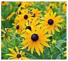 Yellow Goldsturm Flower Seeds for Planting - 100 pcs