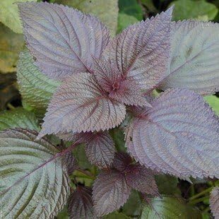 Purple Leaf Perilla Vegetable Seeds for Planting heirloom & Non-GMO Seeds