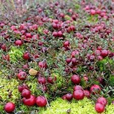 Winterberry Holly Seeds for Festive, Decorative Plants 100 Pcs pcs