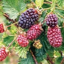 Dewberry Fruit Seeds - Heirloom, Easy to Grow for Delicious Berries ,Heirloom Seeds