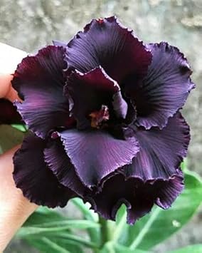 Organic Heirloom Non-GMO Dark Purple Adenium Obesum Seeds for Planting – Desert Rose