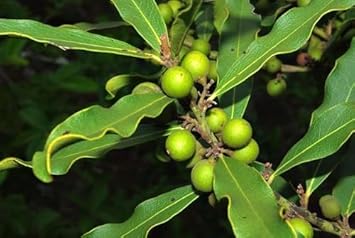 Ebony Fruit Seeds - A Rare and Beautiful Plant for Your Garden 100 Pcs pcs